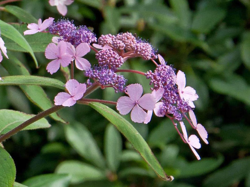 Hydrangea apsera Hot Chocolate Blüte Hydrangea apsera Hot Chocolate Bluete