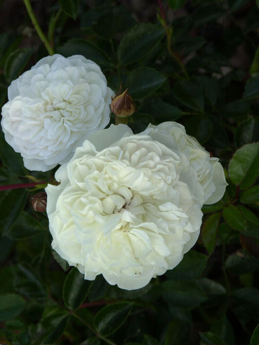 rose-swany55599693e4e18 Blüte der Rose Swany
