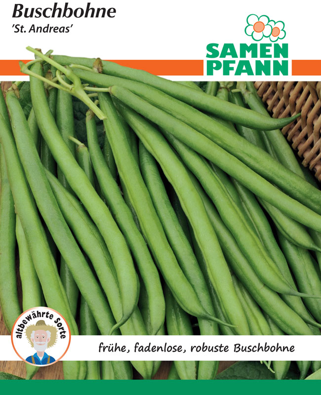 buschbohne-st-andreas Buschbohne 'St. Andreas' (Art.Nr. G117)
