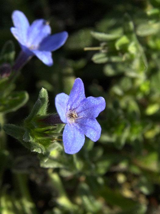 lithodora-heavenly-blue Glandora diffusa 'Heavenly Blue', Südlicher Steinsame, blauer Steinsame