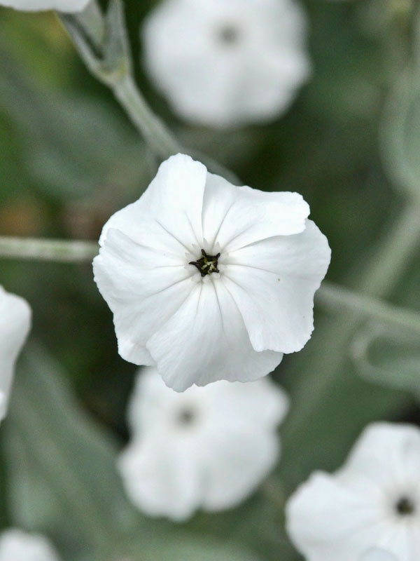 Nahaufnahme der Bluete einer Lychnis Alba