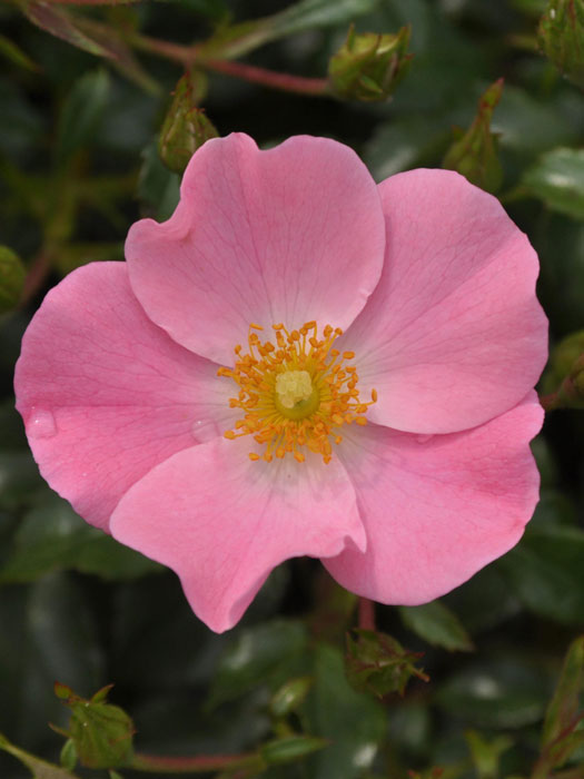 rose-fortuna-einzeln Blüte der Beetrose Fortuna