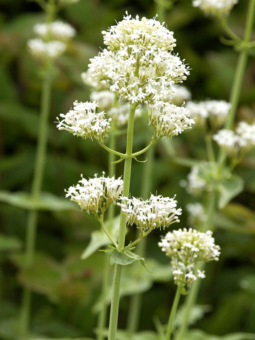 centranthus-ruber-albus