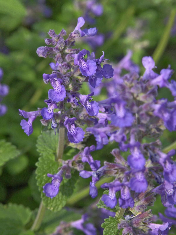 Nepeta x faassenii (M), Katzenminze