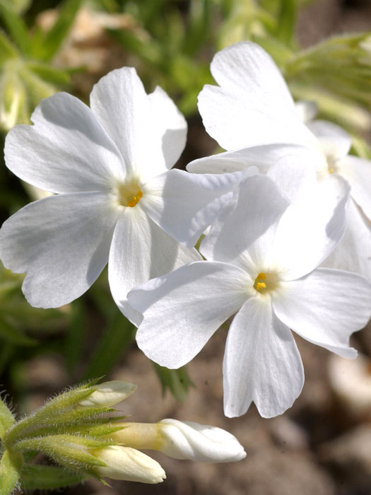 phlox-white-delight