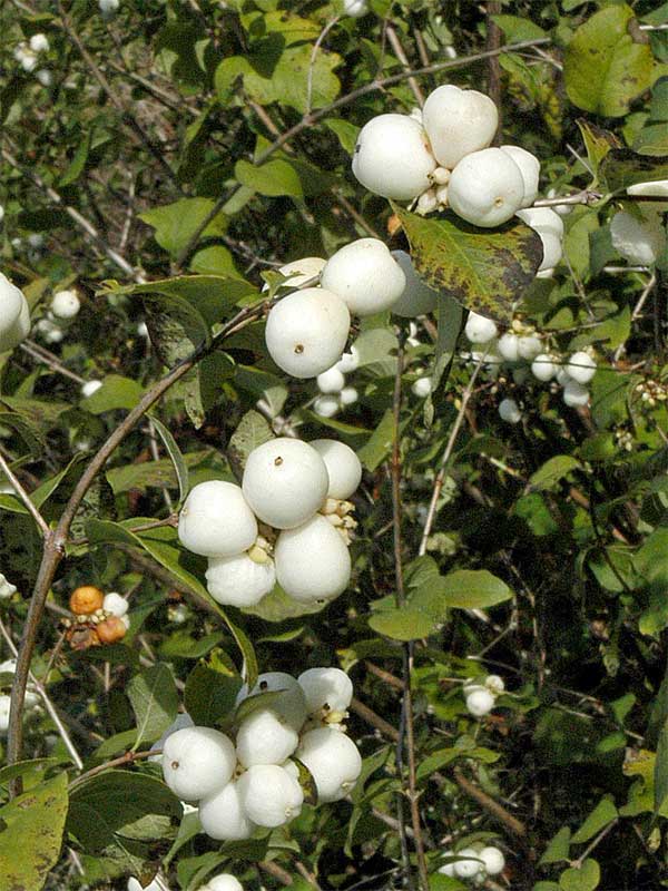 Beeren des Symphoricarpos albus laevigatus am Strauch