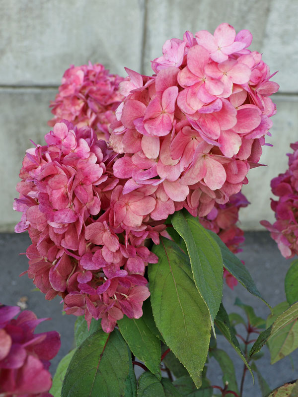Rispenhortensie Bloody Marie mit roter Bluete