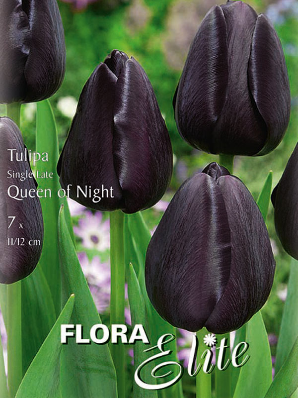 Einfache späte Tulpe Queen of  Night schwarzpurpur