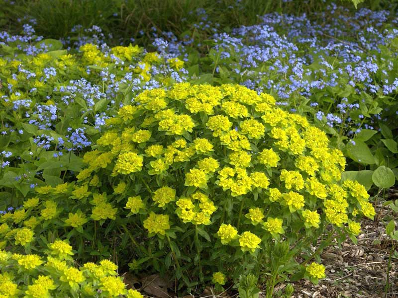 Die Gold-Wolfsmilch in einem Beet zusammen mit Vergissmeinnicht