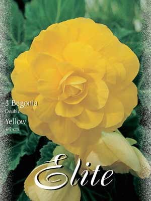 beg_gef_gelb Riesenblumige Begonie 'Yellow', Begonia gigantea (Art.Nr. 520846)