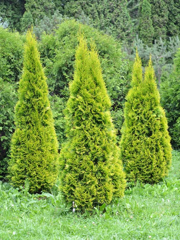 Drei Thuja Golden Smaragd nebeneinander gepflanzt