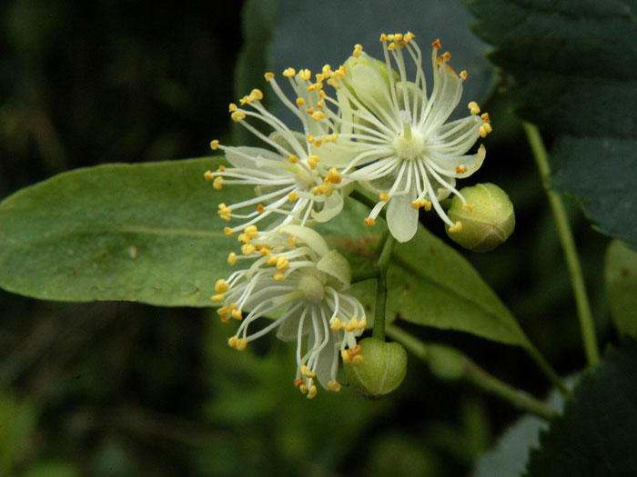 winterlinde-bluete55599c1c6745d Tilia cordata, Winterlinde