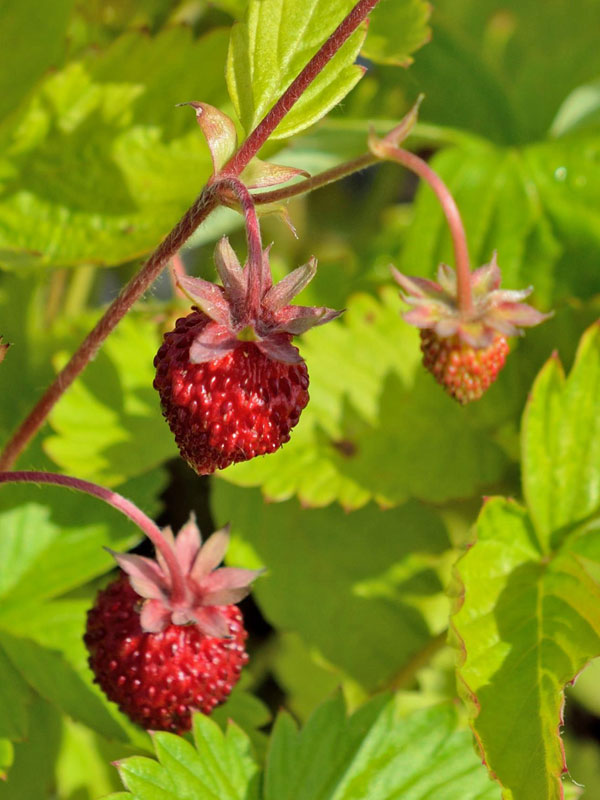 Erdbeeren der Fragaria vesca