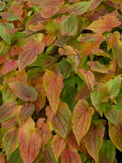 epimedium_rose_queen_3_7952_79521_2 Herbstfärbung der Elfenblume 'Rose Queen'