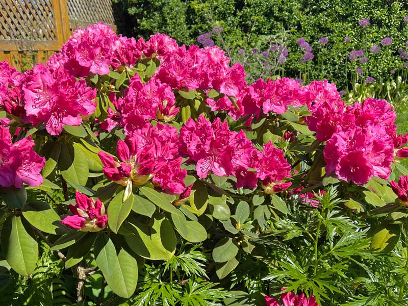 Rhododendron Germania in einem Garten