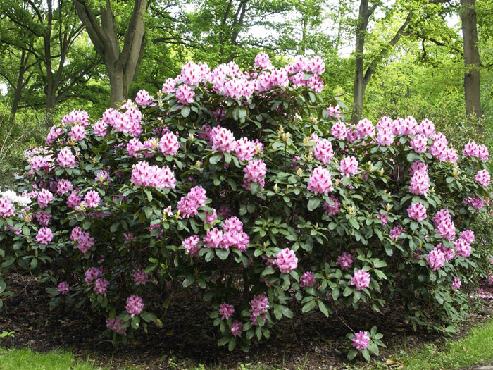 rhododendron-furnivall Rhododendron 'Furnivall's Daughter' INKARHO®