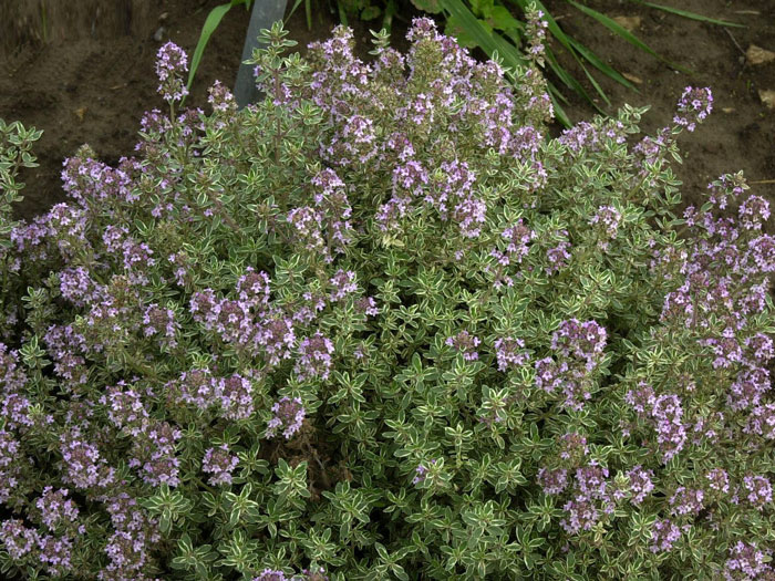weissbunter-zitronen-thymia