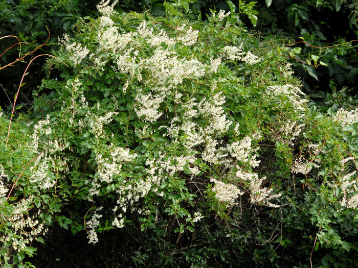 polygonum-aubertii-blatt Schlingknöterich Kletterpflanze