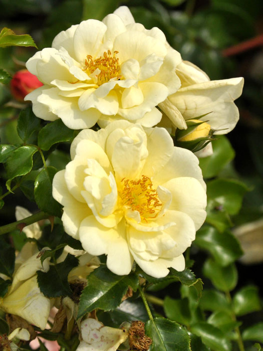 rose-sunny-rose Blüte der Rose Sunny Rose