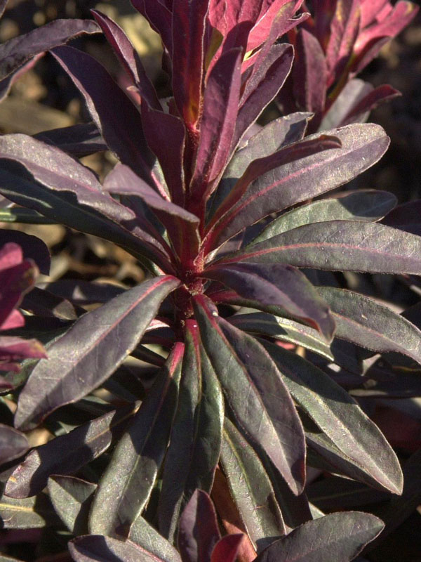 Nahaufnahme der Blätter einer Mandelblättrigen Purpur-Wolfsmilch