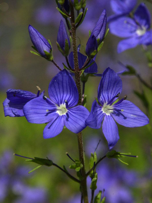 veronica-koenigsblau Veronica austriaca 'Königsblau', Büschel-Ehrenpreis, Großer Ehrenpreis