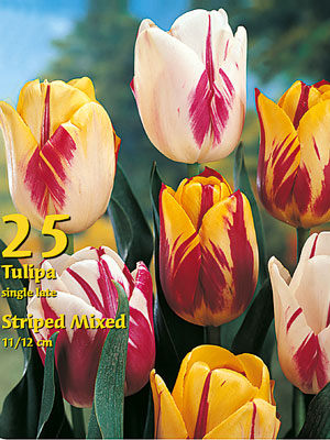 rembrandt_tulpen_prachtmischung_76933_0 Rembrandt-Tulpen-Prachtmischung (Großpackung) (Art.Nr. 597720)