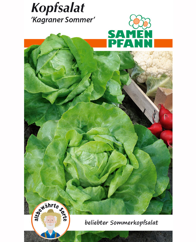 kopfsalat-kagraner-sommer Kopfsalat 'Kagraner Sommer' (Art.Nr. G735)
