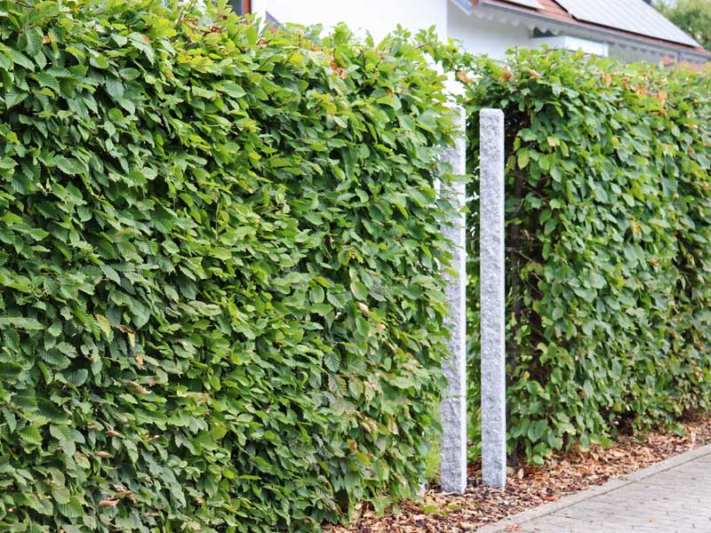 Hainbuchen Hecke mit Steinelement