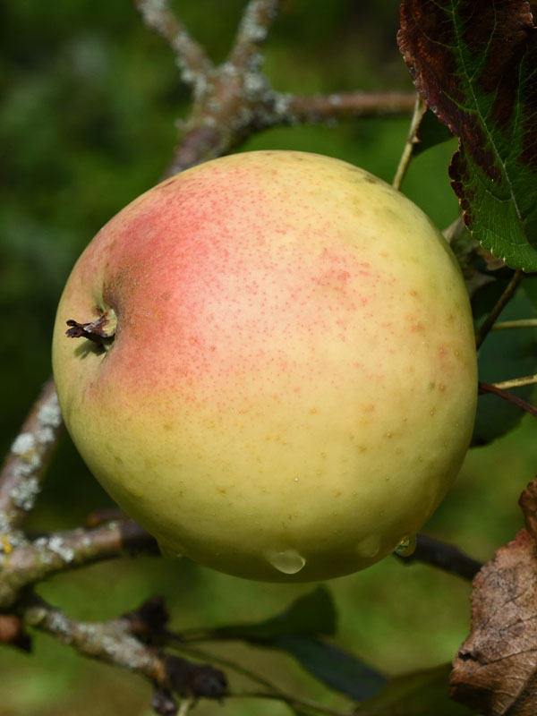 Nahaufnahme Apfel Grahams Jubilaeumsapfel
