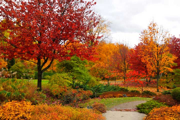 Garten mit intensiver Herbstfärbung Garten mit intensiver Herbstfaerbung