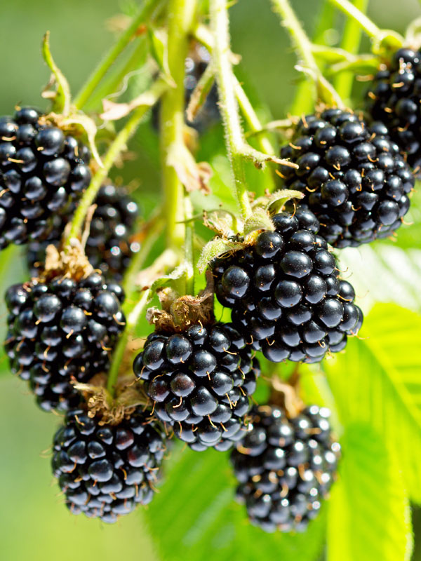 Nahaufnahmen von Brombeeren der Sorte Theodor Reimers