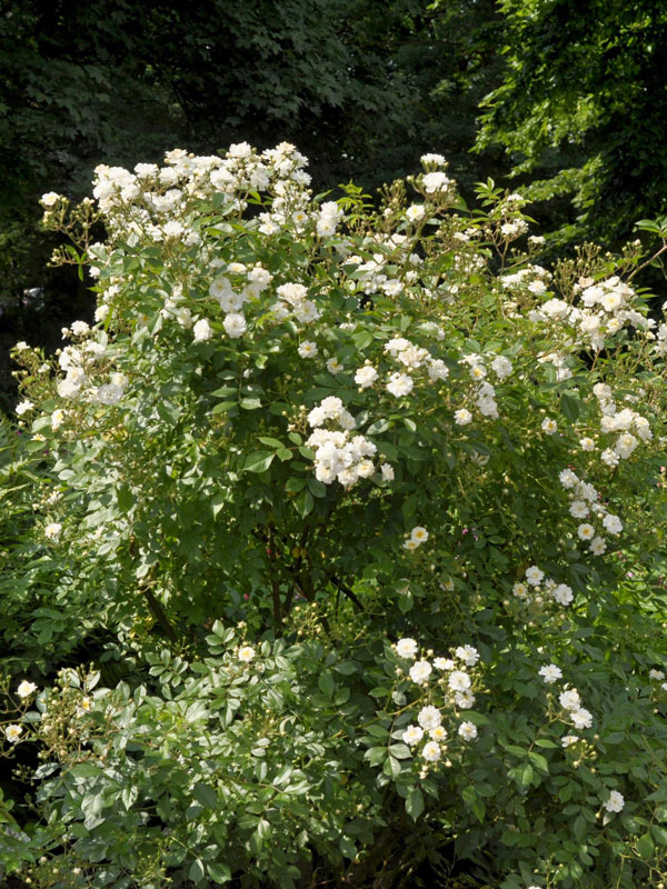 strauch-guirlande-d-amour Strauch Guirlande d´Amour