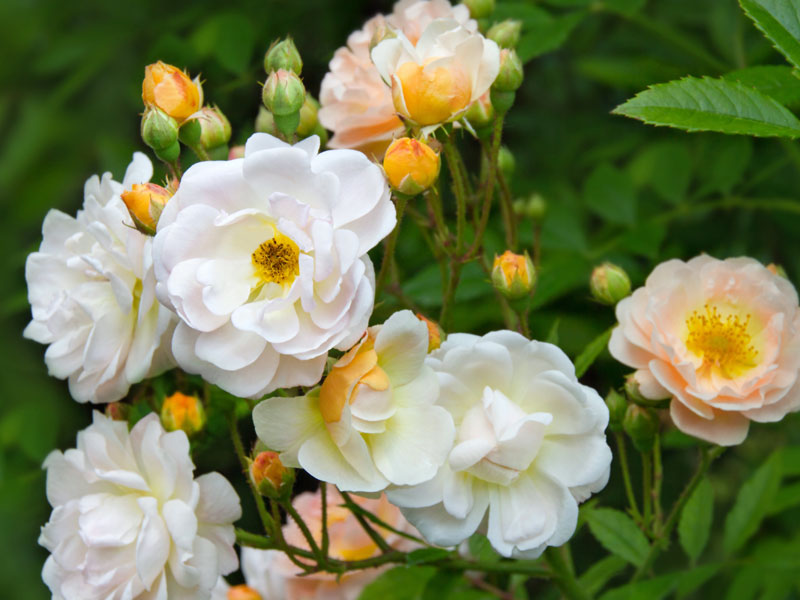 Blueten der Ramblerrose Ghislaine de Feligonde