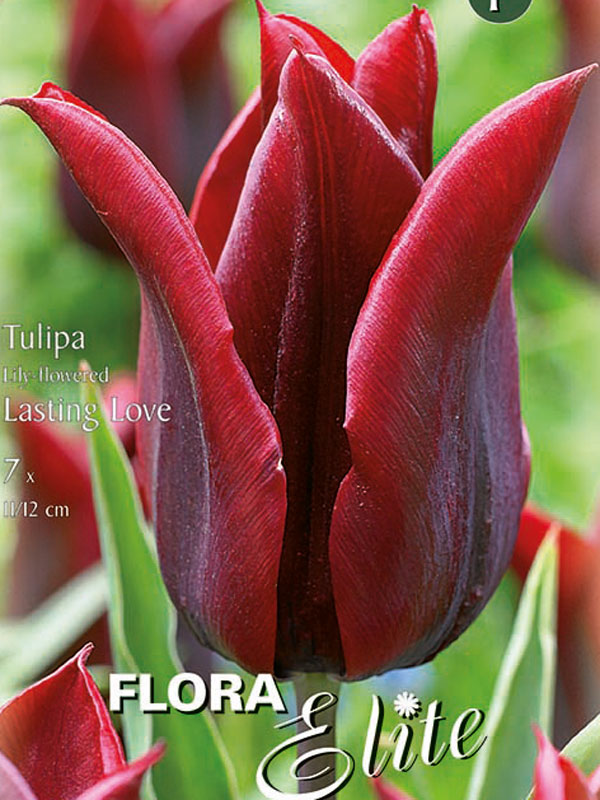 Lilienblütige Tulpe Lasting Love dunkelburgunderrot