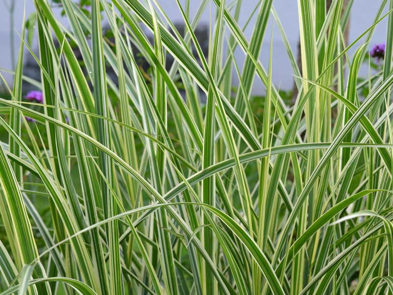 Grashalme des China-Schilf Variegatus