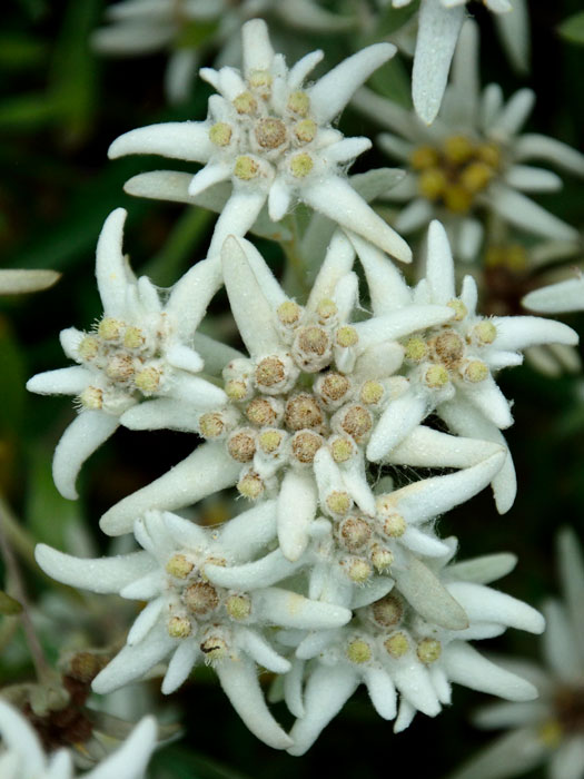 leontopodium-alpinum Leontopodium alpinum, Alpen-Edelweiß