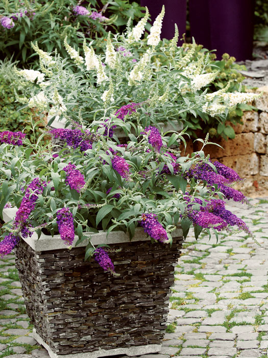 zwergbuddleja-topf Zwerg-Sommerflieder im Kübel