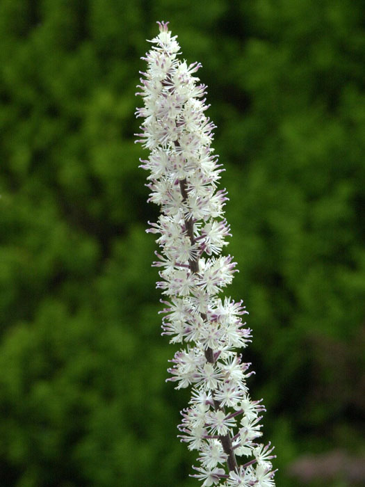 cimicifuga-atropurpurea Actaea simplex 'Atropurpurea', September-Silberkerze, Trauben-Silberkerze