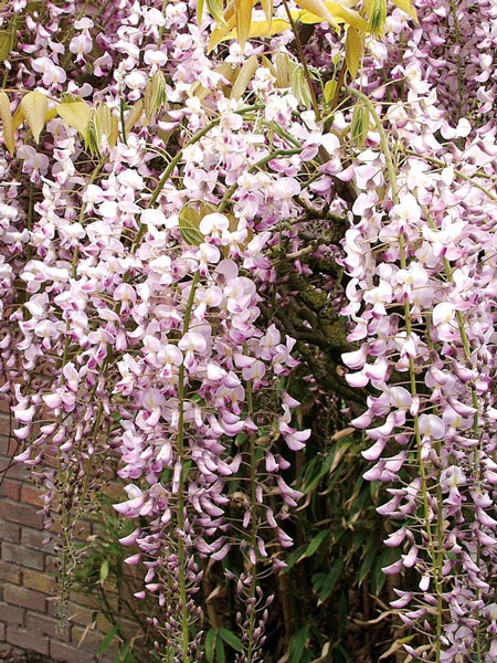 wisteria-rosea Blütentrauben des Rosa Blauregens
