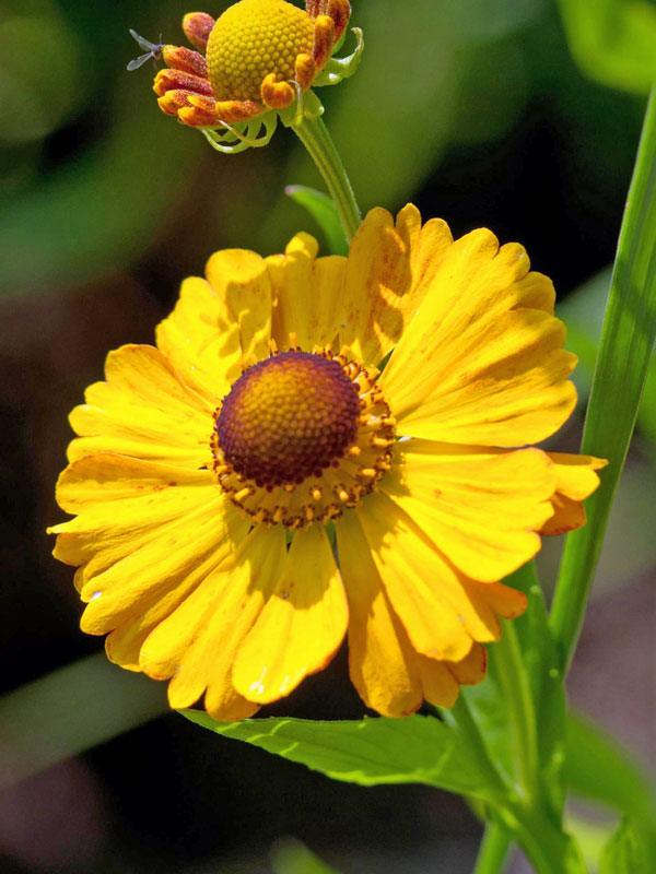Nahaufnahme einer gelben Bluete eines Helenium Goldrausch
