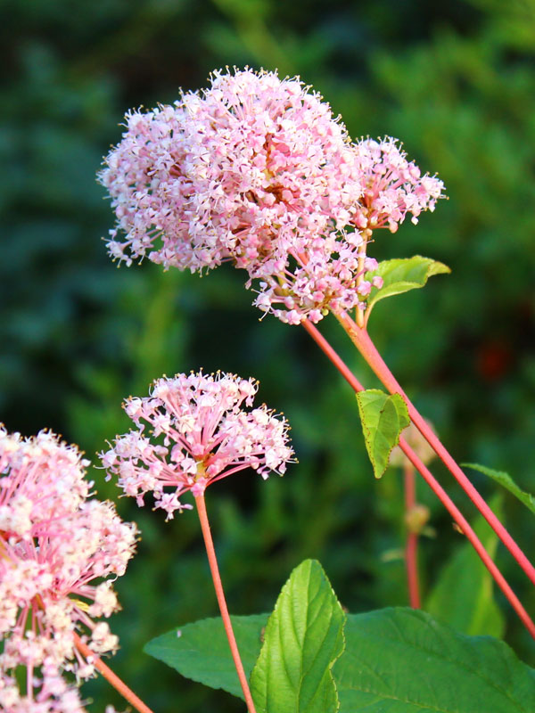 Bluete des Ceanothus pallidus Marie Simon