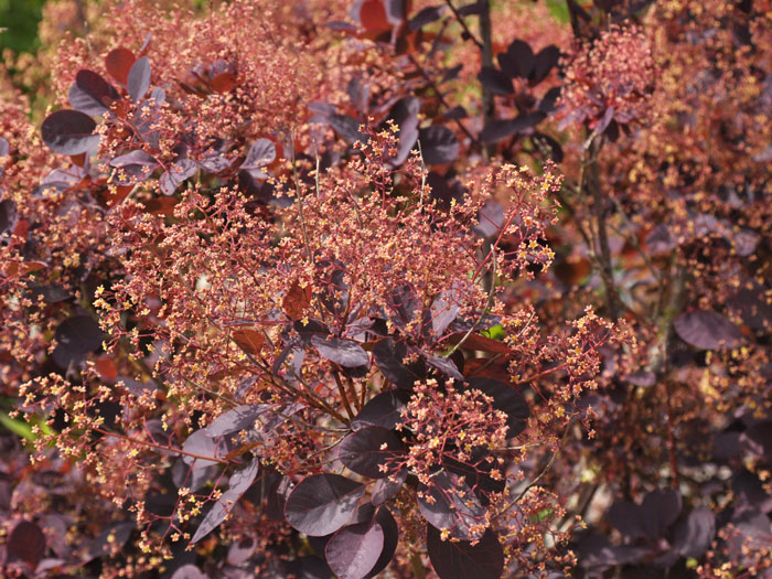 cotinus-royal-purple Die Blüte