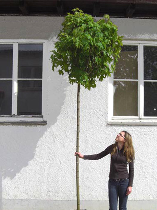 acer-globosum-hochstamm Acer platanoides Globosum, Kugelahorn - Hochstamm - XXL-Produkt