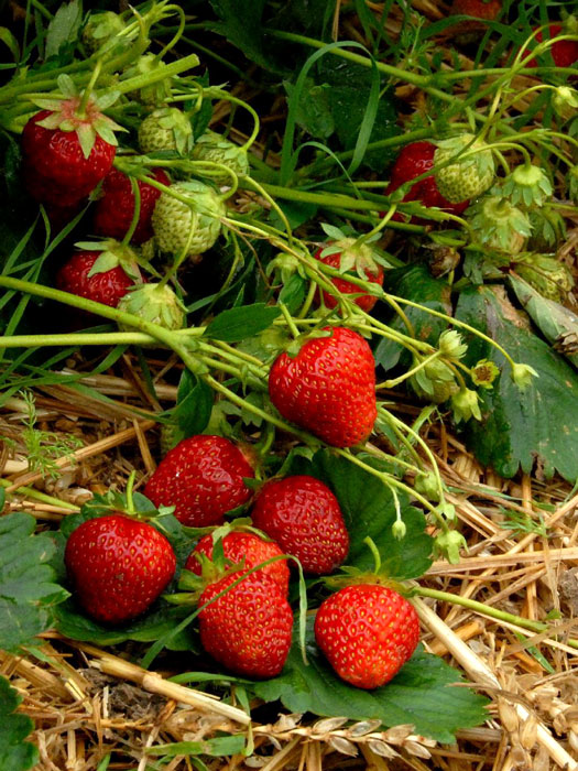 erdbeere-symphony Erdbeere 'Symphony'