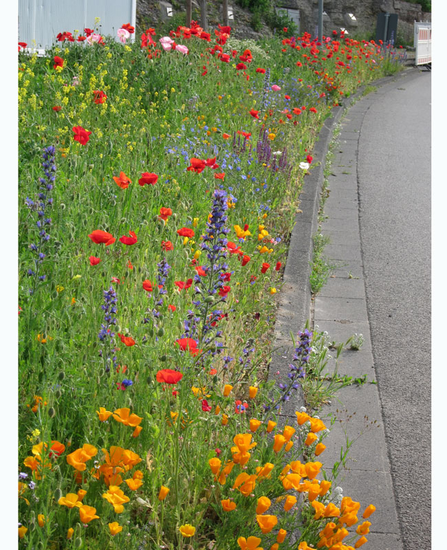 bienenwiese Blumenwiese - Bienenwiese