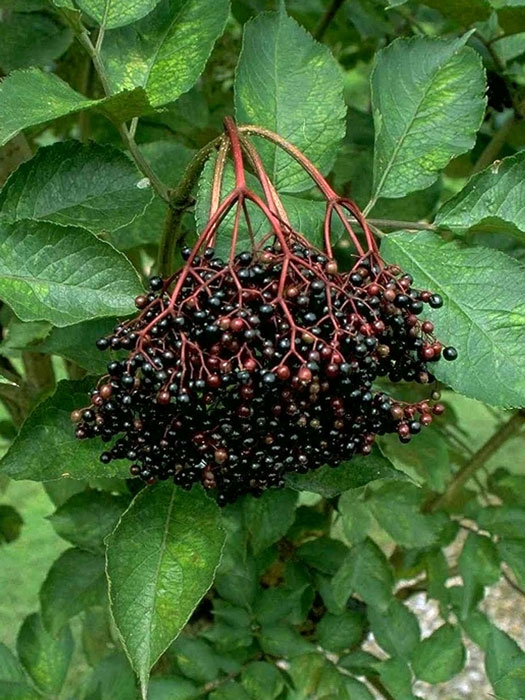 holunder-haschberg Holunder 'Haschberg'