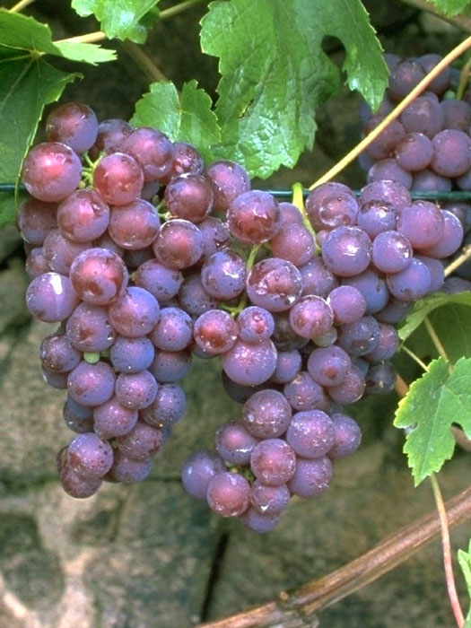 traube-roter-gutedel Tafel- und Weintraube Roter Gutedel