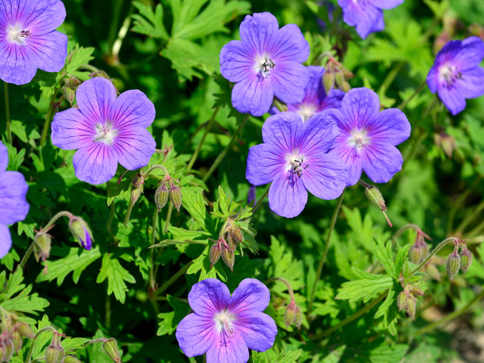 geranium-gravetye