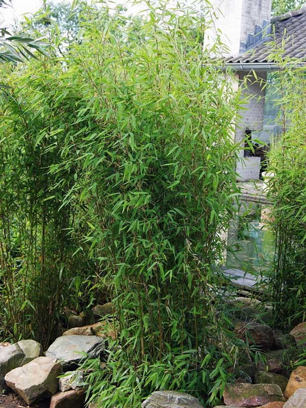 Roter Zebrabambus im Beet gepflanzt