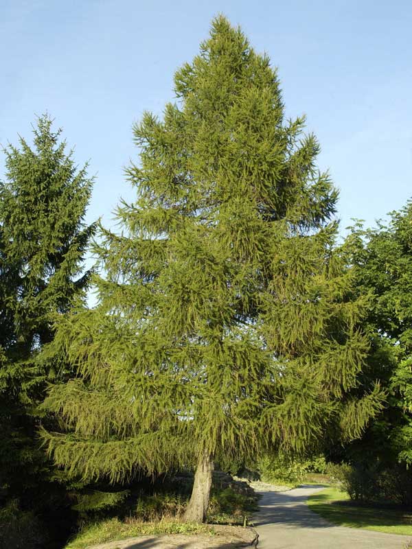 Ausgewachsener Baum einer Larix decidua